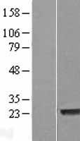 ls388695 lysmd1 human over expression lysates nm 212551 wb testing 1