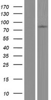 ls388743 capn8 human over expression lysates nm 001143962 wb testing 1