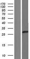 ls388759 c1orf229 human over expression lysates nm 207401 wb testing 1