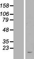 ls388799 fam209b human over expression lysates nm 001013646 wb testing 1