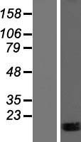 ls388815 mir99ahg human over expression lysates nm 001005732 wb testing 1