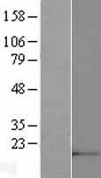 ls388815 mir99ahg human over expression lysates nm 001005734 wb testing 3
