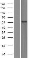 TSPYL6 Human Over-expression Lysates NM_001003937
