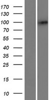 C2orf78 Human Over-expression Lysates NM_001080474