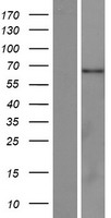 C2orf81 Human Over-expression Lysates NM_001145054