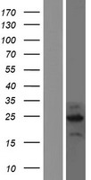 C2orf80 Human Over-expression Lysates NM_001099334