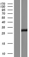 RESP18 Human Over-expression Lysates NM_001007089
