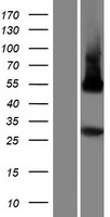 ls389158 plscr5 human over expression lysates nm 001085420 wb testing 1