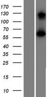 BEND4 Human Over-expression Lysates NM_207406