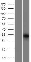 ls389207 grxcr1 human over expression lysates nm 001080476 wb testing 1