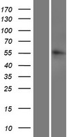 LRRC14B Human Over-expression Lysates NM_001080478