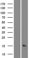 ls389336 c5orf46 human over expression lysates nm 206966 wb testing 1