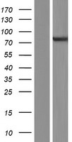 ls389337 arhgef37 human over expression lysates nm 001001669 wb testing 1