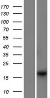 ls389362 psmg4 human over expression lysates nm 001128592 wb testing 1