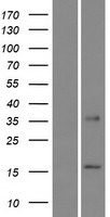 ls389383 clpsl2 human over expression lysates nm 207409 wb testing 1