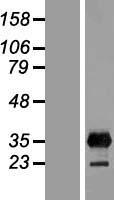 ls389421 lin28b human over expression lysates nm 001004317 wb testing 1