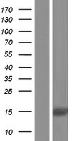 ls389493 nupr2 human over expression lysates nm 001145712 wb testing 1