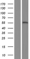 ls389549 znf312b fezf1 human over expression lysates nm 001024613 wb testing 1