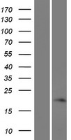 ls389558 fam180a human over expression lysates nm 205855 wb testing 1
