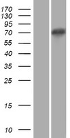 ls389610 xkr5 human over expression lysates nm 207411 wb testing 1