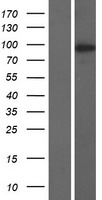 ls389643 c8orf80 nuggc human over expression lysates nm 001010906 wb testing 1