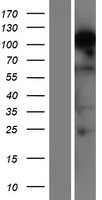 RBM12B Human Over-expression Lysates NM_203390