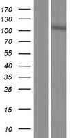 ls389761 spata31d4 human over expression lysates nm 001145197 wb testing 1