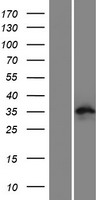 ls389799 c9orf171 cfap77 human over expression lysates nm 207417 wb testing 1
