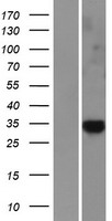 LRRC26 Human Over-expression Lysates NM_001013653