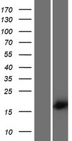 ls389852 spaca5 human over expression lysates nm 205856 wb testing 1
