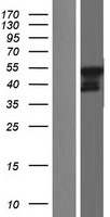 ls389856 usp27x human over expression lysates nm 001145073 wb testing 1