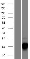 ls389903 csag3 human over expression lysates nm 001129826 wb testing 1