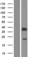 ls390037 or52i1 human over expression lysates nm 001005169 wb testing 1