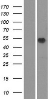 ls390059 or51m1 human over expression lysates nm 001004756 wb testing 1