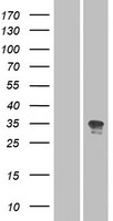 ls390077 or52n2 human over expression lysates nm 001005174 wb testing 1