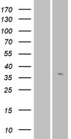 ls390083 or56a3 human over expression lysates nm 001003443 wb testing 1