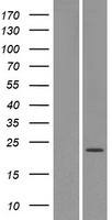 ls390113 or4x1 human over expression lysates nm 001004726 wb testing 1