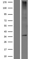 ls390148 or5w2 human over expression lysates nm 001001960 wb testing 1