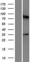 ls390167 or5m10 human over expression lysates nm 001004741 wb testing 1