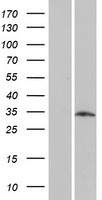 ls390205 lrrc10b human over expression lysates nm 001145077 wb testing 1