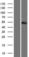 ls390231 tripartite motif containing protein 77 trim77 human over expression lysates nm 001146162 wb testing 1