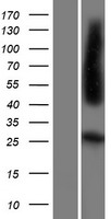 Folate Receptor 4 (IZUMO1R) Human Over-expression Lysates NM_001080486