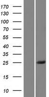 ls390259 bsx human over expression lysates nm 001098169 wb testing 1