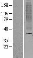ls390275 or8a1 human over expression lysates nm 001005194 wb testing 1