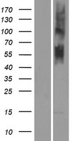ls390437 or4n5 human over expression lysates nm 001004724 wb testing 1