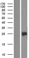 ls390443 rnase9 human over expression lysates nm 001110357 wb testing 6