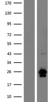 ls390443 rnase9 human over expression lysates nm 001110360 wb testing 3