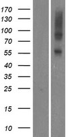 ls390445 or5au1 human over expression lysates nm 001004731 wb testing 1