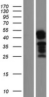 ls390595 ubap1l human over expression lysates nm 001163692 wb testing 1
