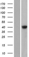 ls390637 gdpgp1 human over expression lysates nm 001013657 wb testing 1